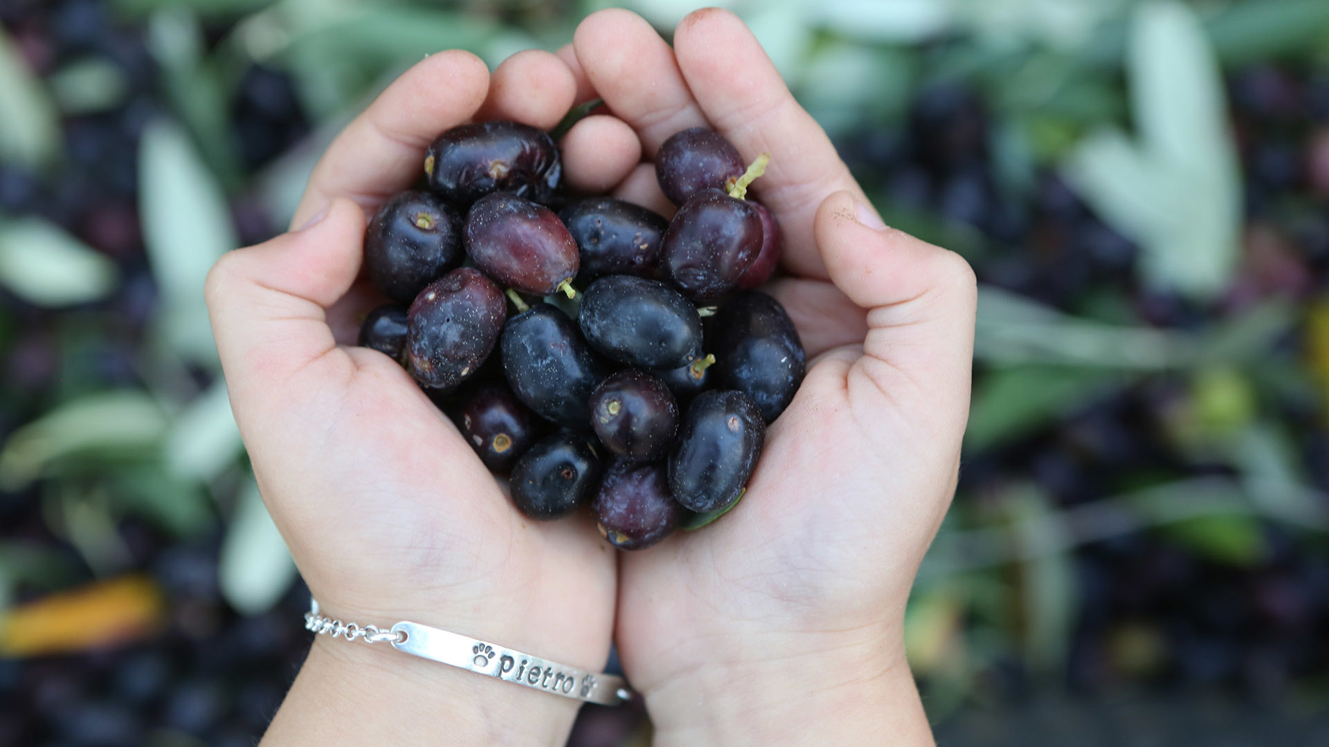 hand picked olives italy