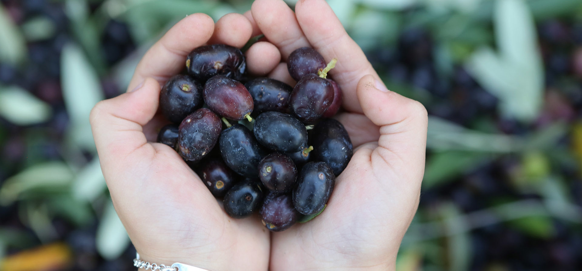 hand picked olives italy