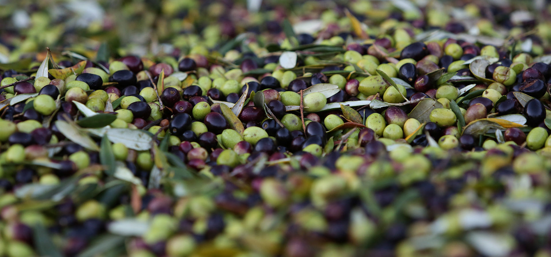 olivery olives