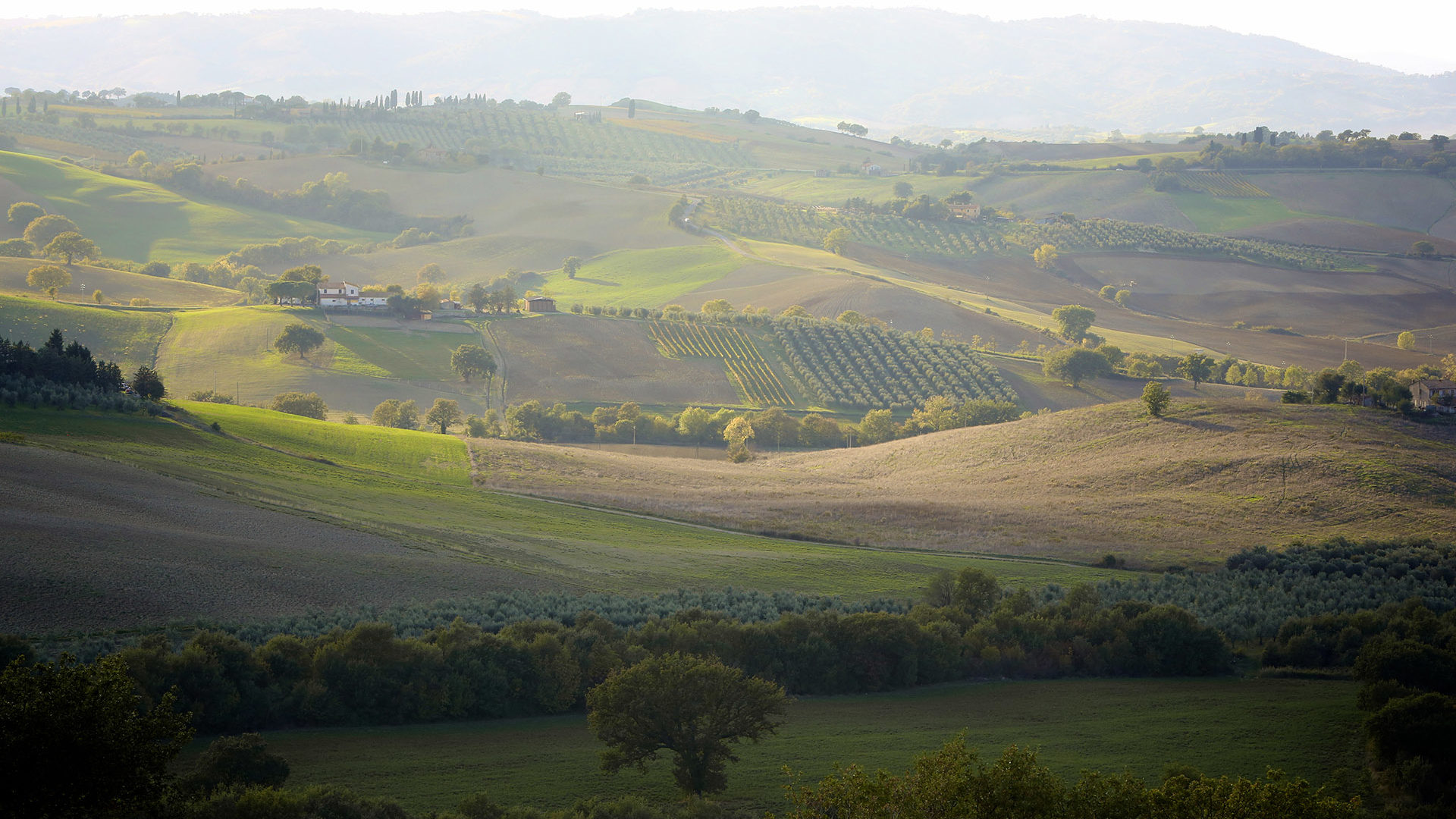 olivery italiaanse olijfolie