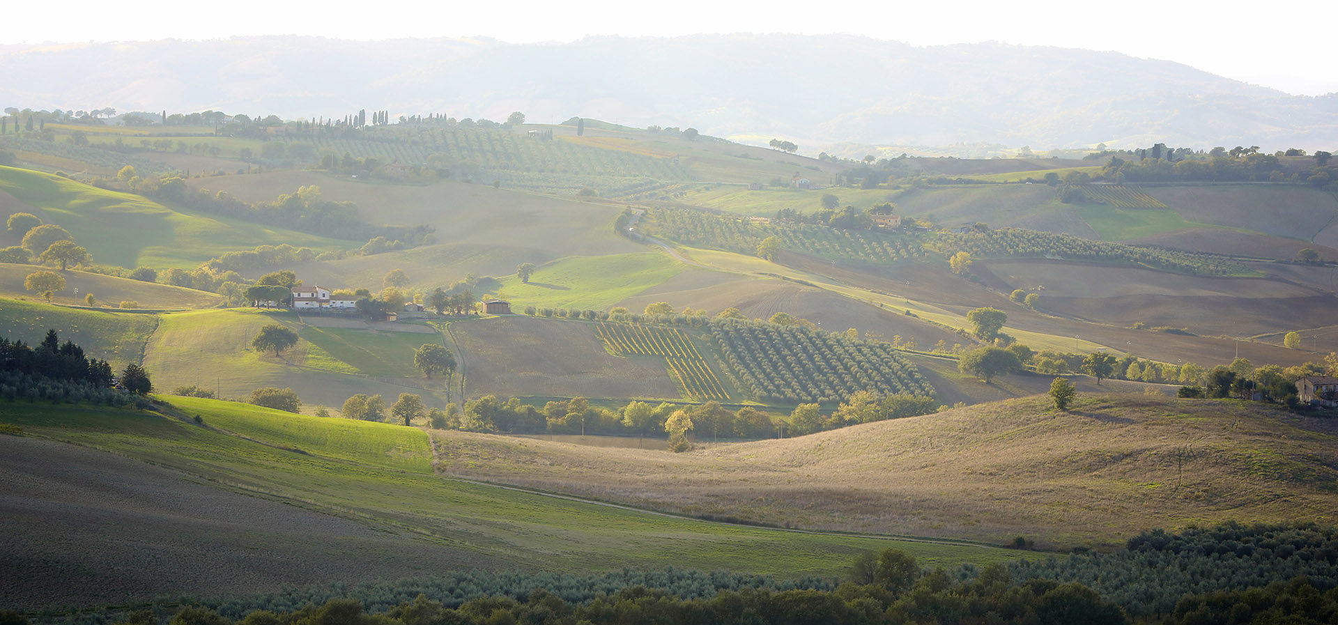 olivery italiaanse olijfolie