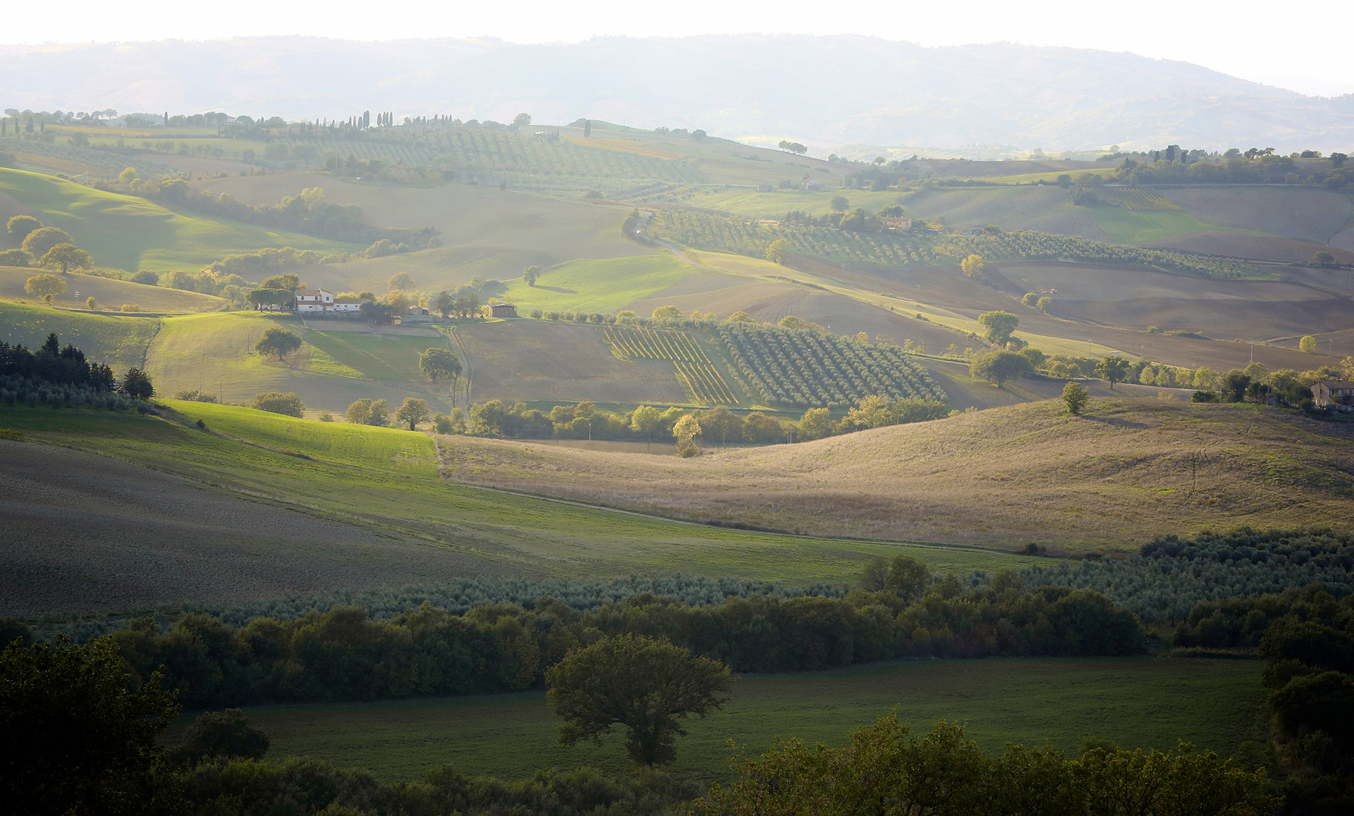 olivery italiaanse olijfolie